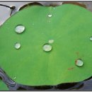 낭띠전원카페 이미지