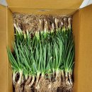 시원한 농장 | (농라/농라에프)시원한농장 노지흙쪽파