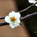 매화골매화원 | 부산 근교 매화 천지 원동 순매원 후기