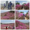 GR(대구광역시 달성군)-[하산길]-상-1 | 비슬산 진달래(참꽃,두견화)가 만발,개화상태 70%