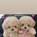 도그송 강아지분양 인천 송도점 이미지