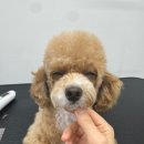 dog조아 이미지