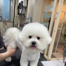 영천애견미용 이미지