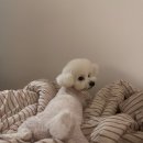 수수펫살롱 이미지