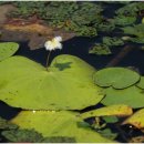 남생이못 이미지