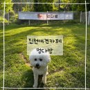 멍,멍# | 진천애견카페 추천 신상 멍다방 후기