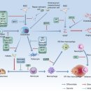 뼈 재생에서 말초신경의 기능 ... nature review 이미지