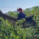 걸치기농장 이미지