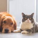 개와고양이 이미지