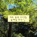 생명나무숲 | 제주 동쪽 비자림 후기 | 여름에 숲해설 들으면서 걸으니 힐링 그 자체