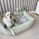 승희범퍼 이미지