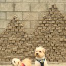 남서울펫호텔 | 서울근교 반려견동반 겨울 자쿠지숙소, 진짜 펫프렌들리 홍천 반스힐리조트