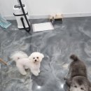 뽀독(BBODOG) 이미지