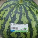 태국은 땡모반🍉 이미지