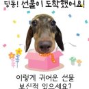 디자인키위 이미지