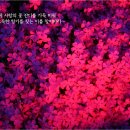 레드아우라의 Image Healing / 마음의 꽃잔디 이미지