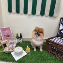 강아지스푼 이미지