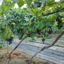 율현농장 이미지