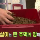 청춘보쌈 이미지