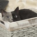 신비한고양이 이미지