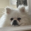 미대언니들애견샵 이미지