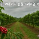 세계로관광농원 Daum카페