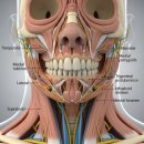 바른턱얼굴치과의원 | 주걱턱 수술? 제가 턱끝수술 없이 턱 넣은 방법 공유합니다!