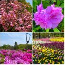 정천면 산딸나무길 | 월드컵공원 겹꽃 구경 - 겹벚꽃, 만첩산철쭉, 겹튤립