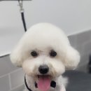 야옹아멍멍해봐 김포운양점 이미지