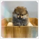 야옹아 멍멍해봐 대흥점 이미지