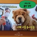 원더풀펫살롱 이미지