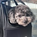 먹방 | [서울, 홍대] 홍대 애견간식점 러프 방문기｜강아지 화식 러프밀·테린 아롱이 먹방 후기