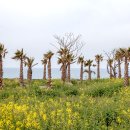 워싱턴 야자수(Washingtonia palm) 이미지