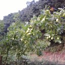 감곡2농장 이미지