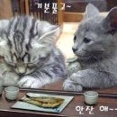 다도식품