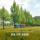 송산체육시설 축구장 | 벚꽃 지면 유채꽃! 축구장 150개 면적의 노란 꽃바다