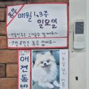 고바우문구 네이버블로그