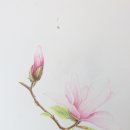 꽃그림 보타니컬 색연필화 이미지