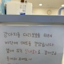 도그뷰티 이미지