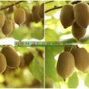 김규철농장 이미지