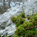 항알레르기, 항암, 각종 출혈 - 월간, 전라도닷컴 90 이미지