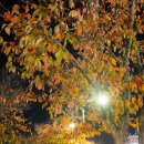 2021대한민국예술축전 | 울산 태화강국가정원 가을 축제 총정리!2021 대한민국 정원산업박람회 &amp; 태화강 공연축제 ‘나드리’ 후기