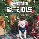 댕글 | 용인 기흥 애견카페 댕글라이프 재방문 후기