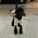 살랑살랑 펫미용 이미지