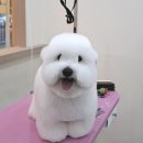 오도르봉 이미지