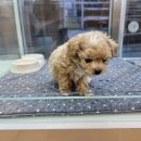 하이멍냥 강아지분양 고양이분양 서울본점 이미지