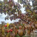 부산영천손한의원 이미지