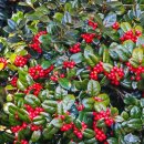 가시나무공원 이미지