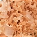 꽃송이가 이미지