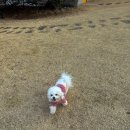 모아이풀빌라 | [가평 애견동반숙소]모아이풀빌라펜션, 2026 리뉴얼 신상 후기